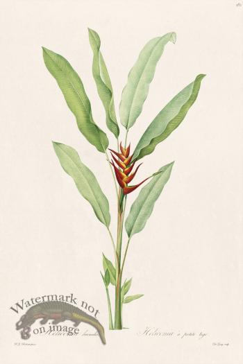 Les Liliacees Redoute 382